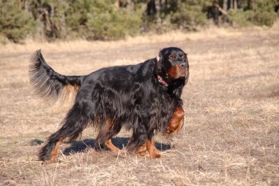A Wurf Cilgerran Flambeau