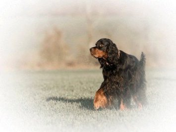 A Wurf Cilgerran Flambeau