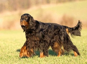 A Wurf Cilgerran Flambeau