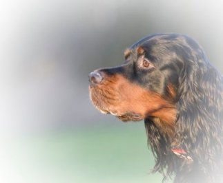 A Wurf Cilgerran Flambeau