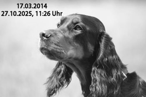 Dragonfly geht Uuml;ber die Regenbogenücke